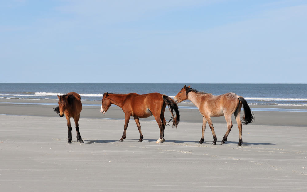 Cumberland Island horses