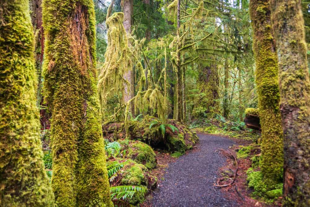 The Marymere Falls Trail in Olympic National Park