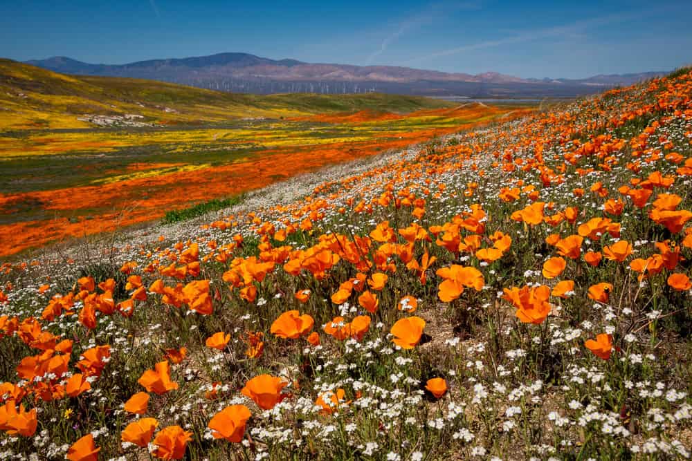 Antelope Valley, California Poppies