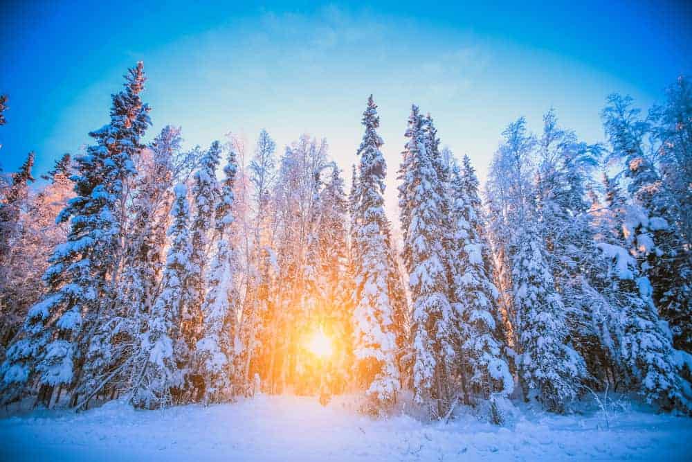 Fairbanks Alaska Snowy Trees